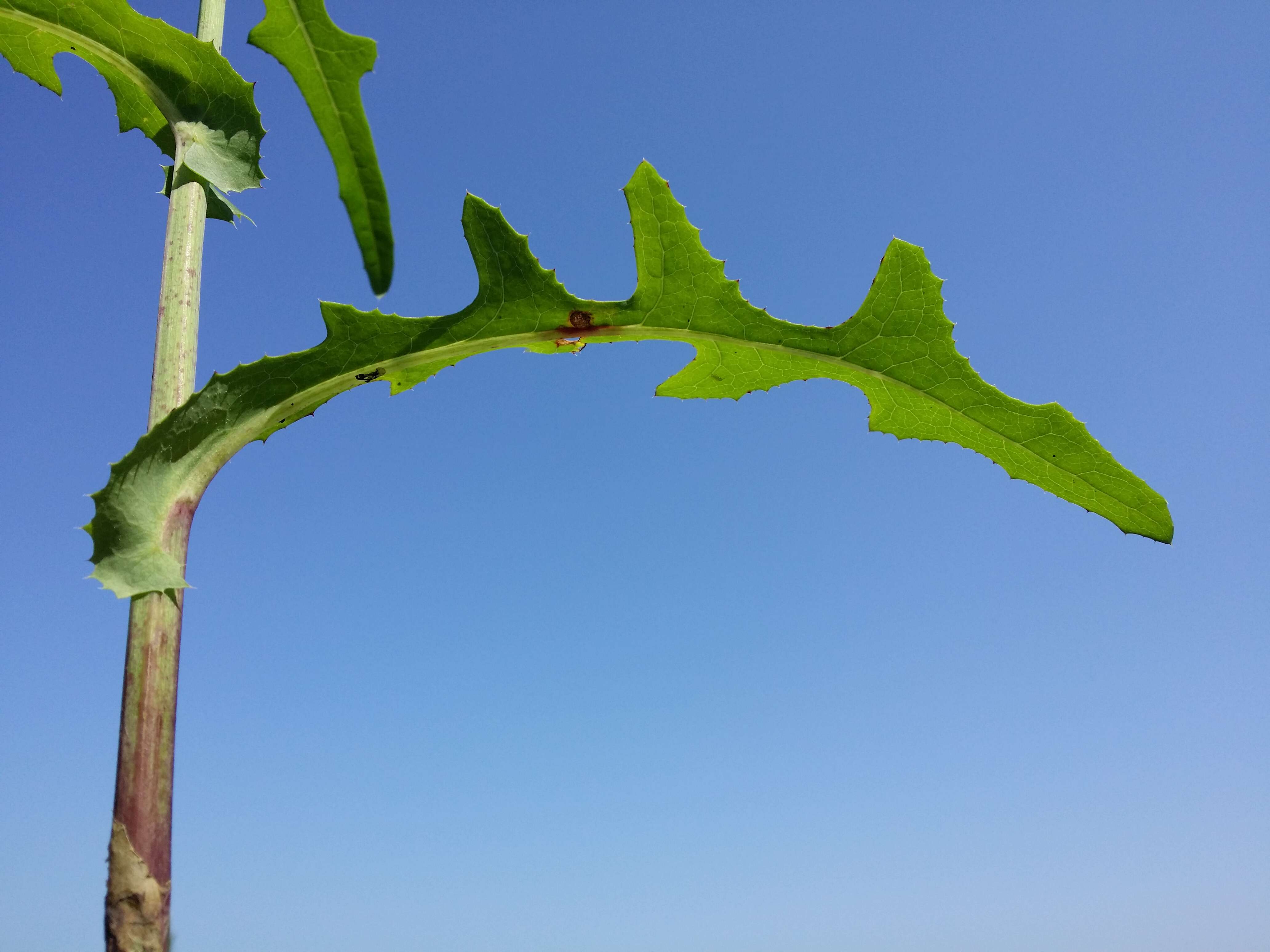 Plancia ëd Sonchus arvensis L.