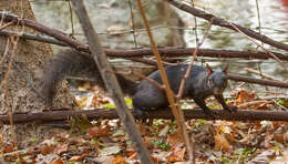 Image of Sciurus subgen. Sciurus Linnaeus 1758