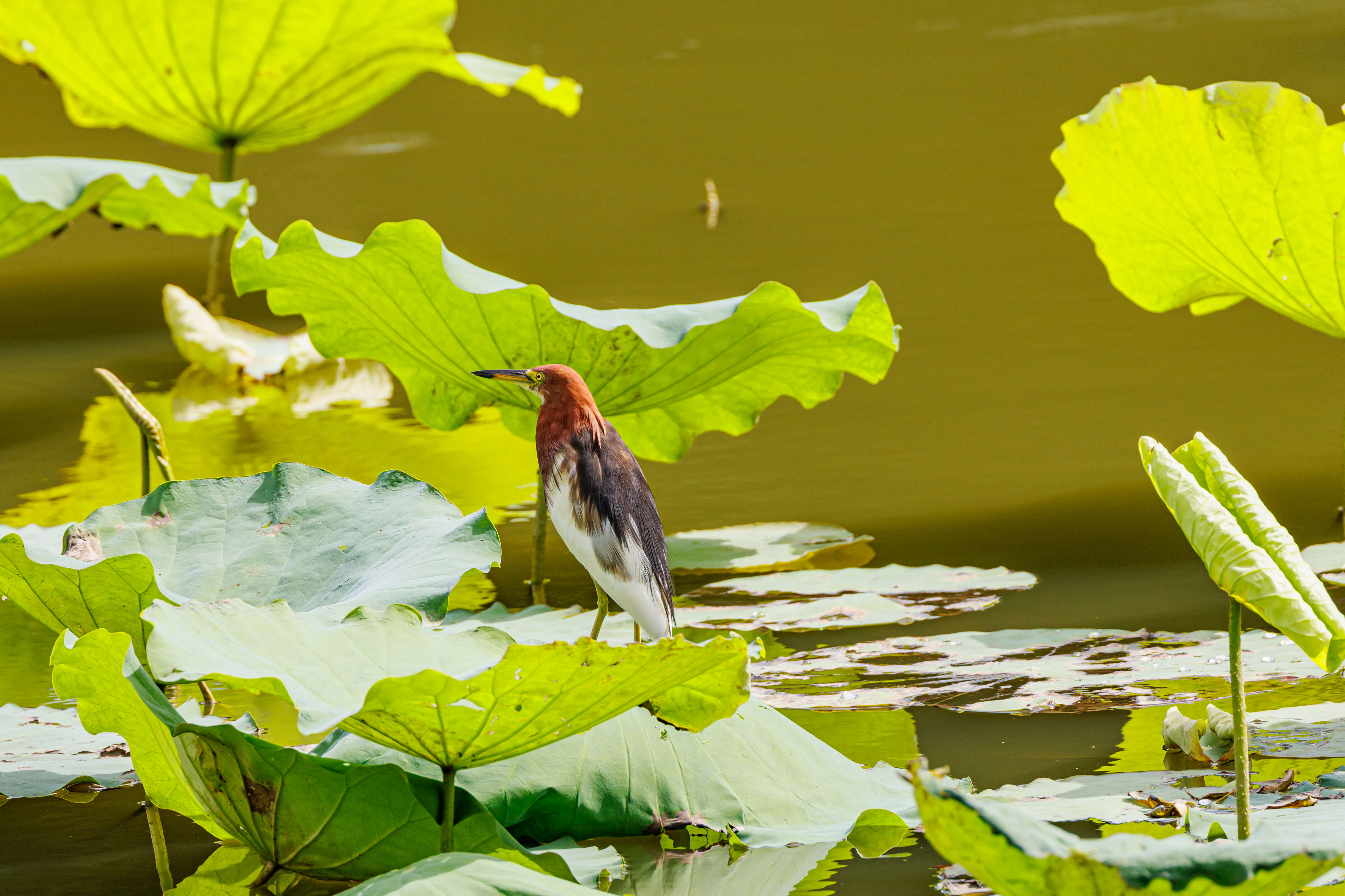 Image of Chinese Pond Heron