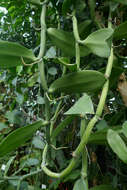 Image of Vanilla imperialis Kraenzl.