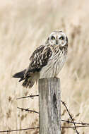 Image de Hibou des marais