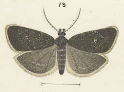 Image of Asterivora barbigera Meyrick 1915