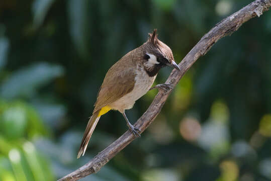 Imagem de Pycnonotus leucogenys (Gray & JE 1835)