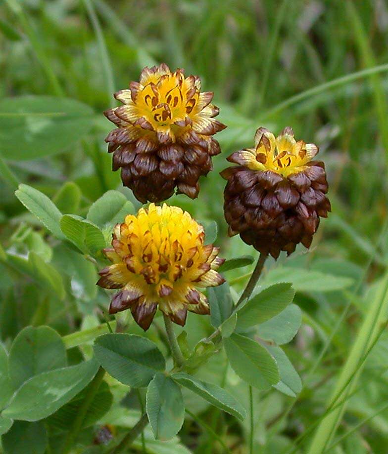 Image of brown clover