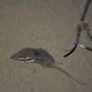 Image of Zarudny's Shrew