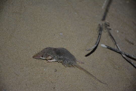 Image of Zarudny's Shrew