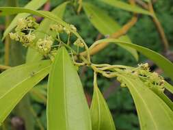 Image of laurel-leaf snailseed