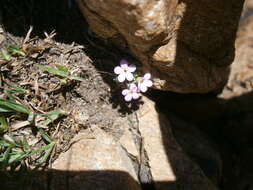 Image of Androsace alpina (L.) Lam.