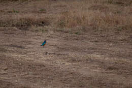 Image of Superb Starling