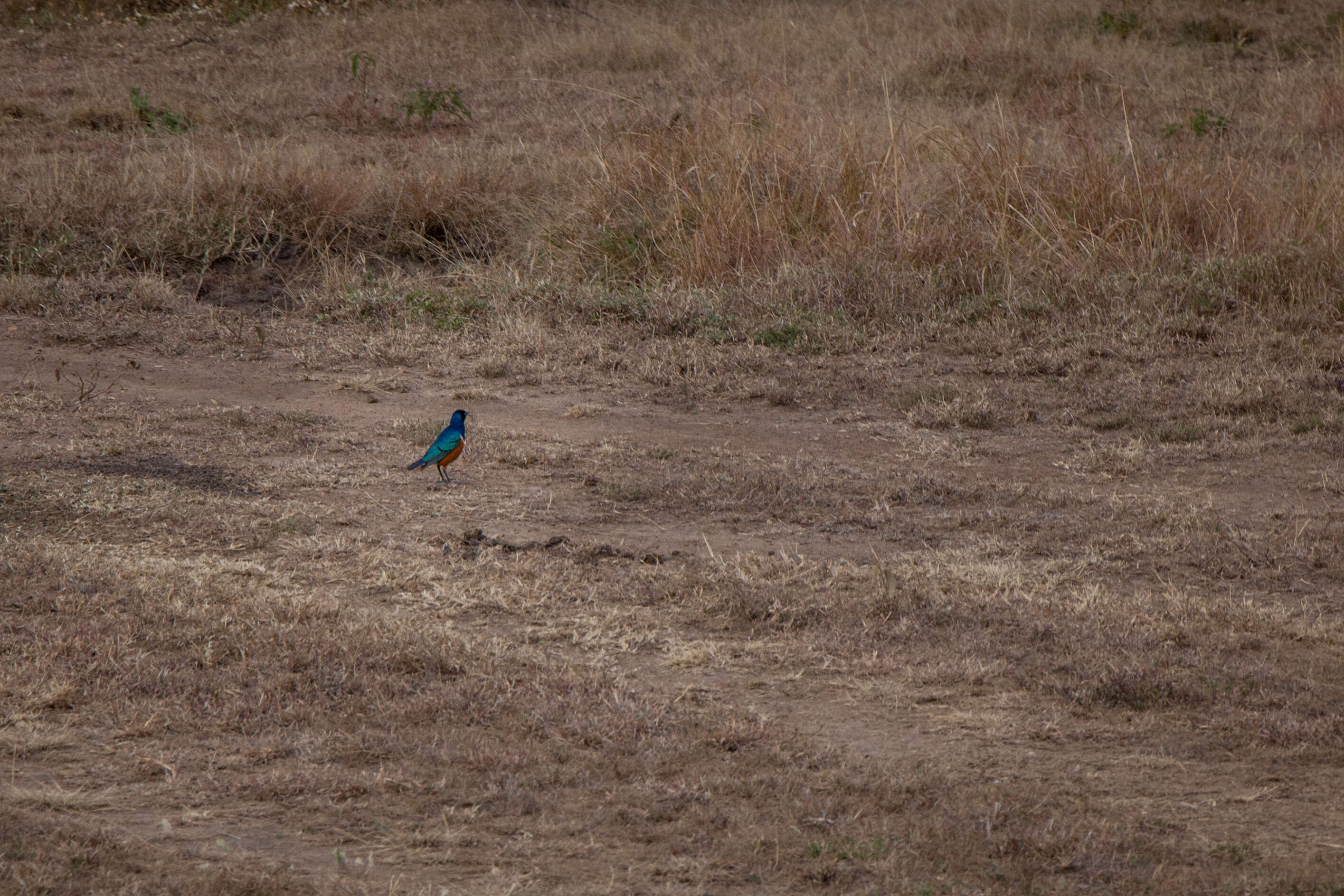 Image of Superb Starling