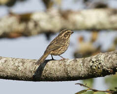 Image of Streaky Seedeater