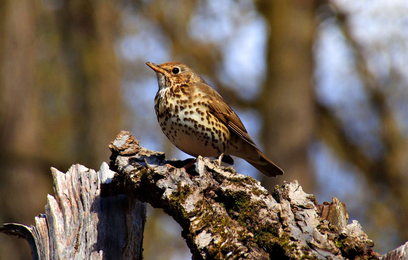 Image of Song Thrush