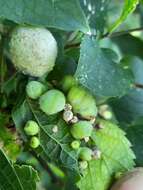 Image of Hackberry Psyllids