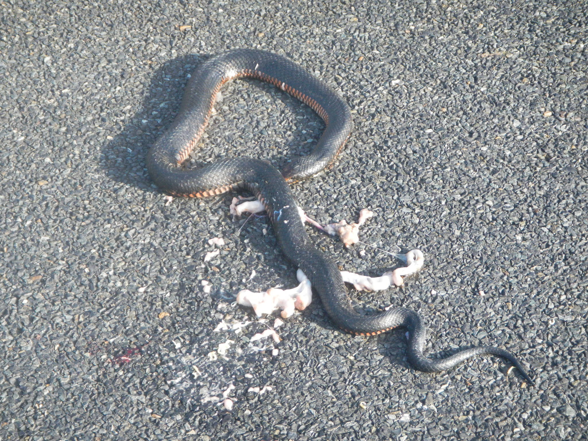 Image of red-bellied black snake