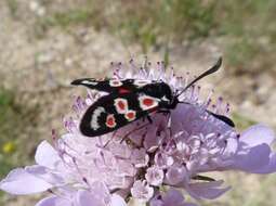 Image of Provence burnet