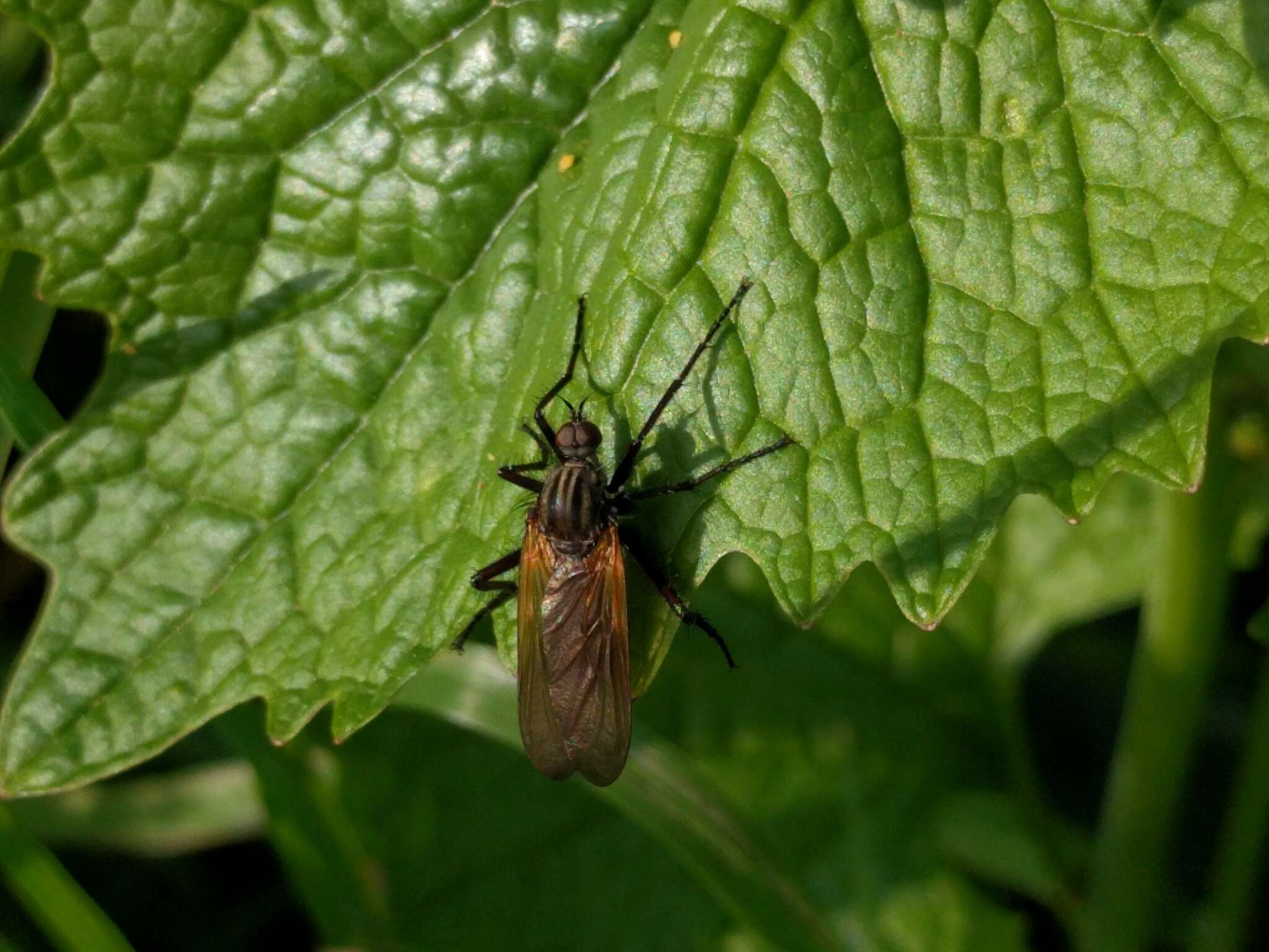 Image of Empis tessellata Fabricius 1794