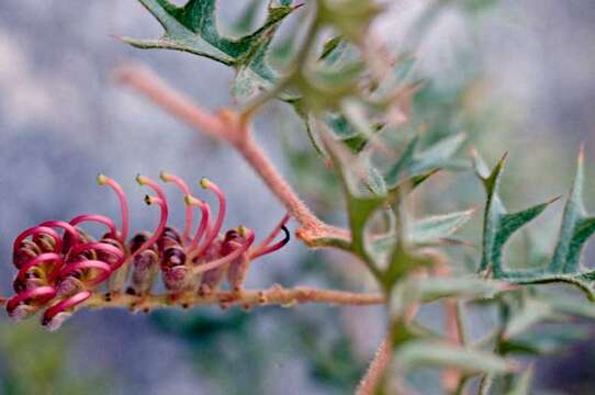 Plancia ëd Grevillea microstegia Molyneux