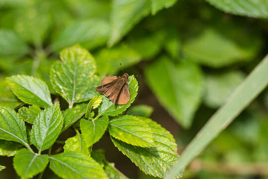 Image of Clouded Skipper