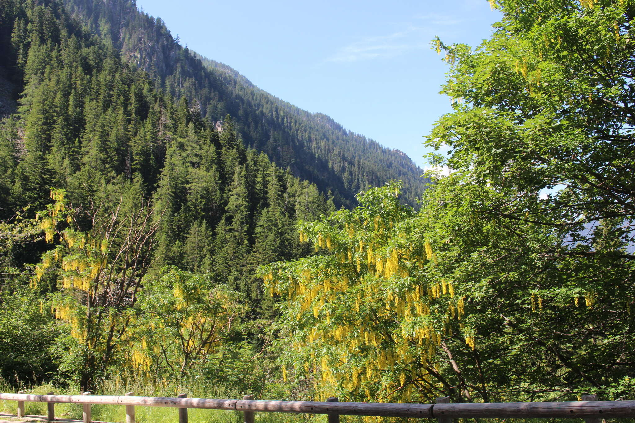 Image of Alpine Laburnum