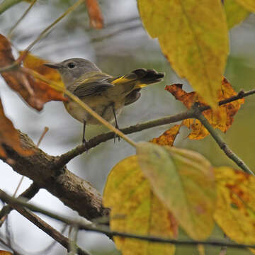 Image of American Redstart