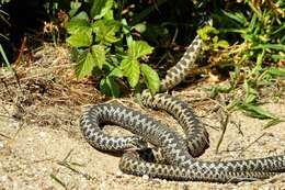 Image of Adder