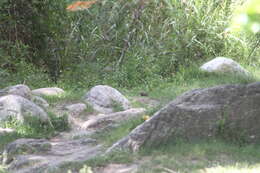 Image of Brazilian Guinea Pig