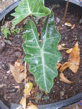 Image of Sander's Alocasia