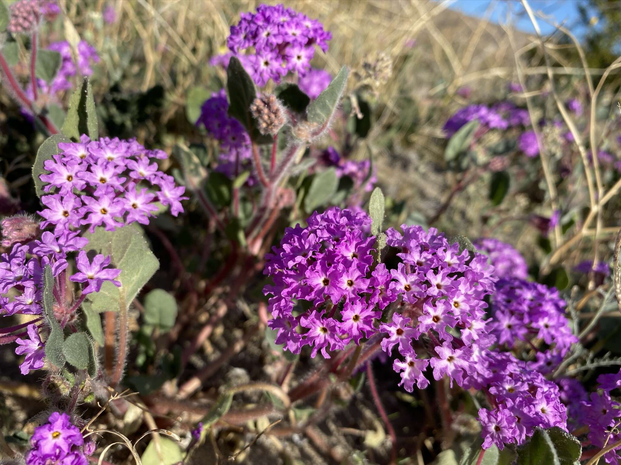 Image of desert sand verbena