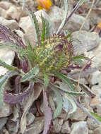 Image of Cage thistle