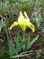 Plancia ëd Iris pumila L.