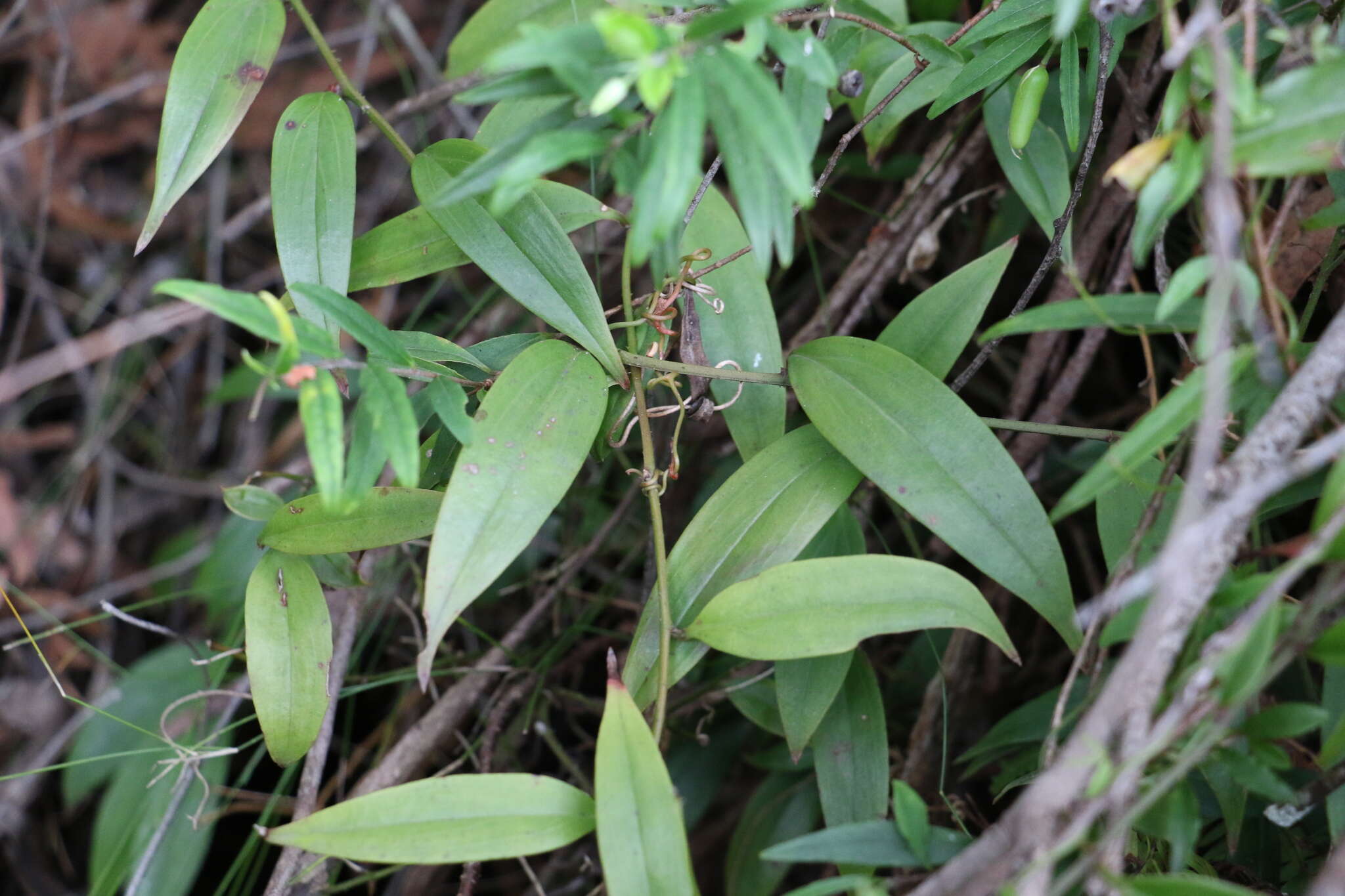 Image of Petermannia cirrosa F. Muell.