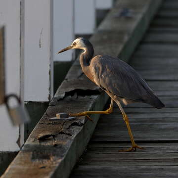 Image of White-faced Heron