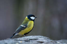 Image of Great Tit