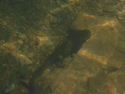 Image of Barred Tiger Salamander