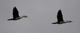 Image of Australian Pied Cormorant