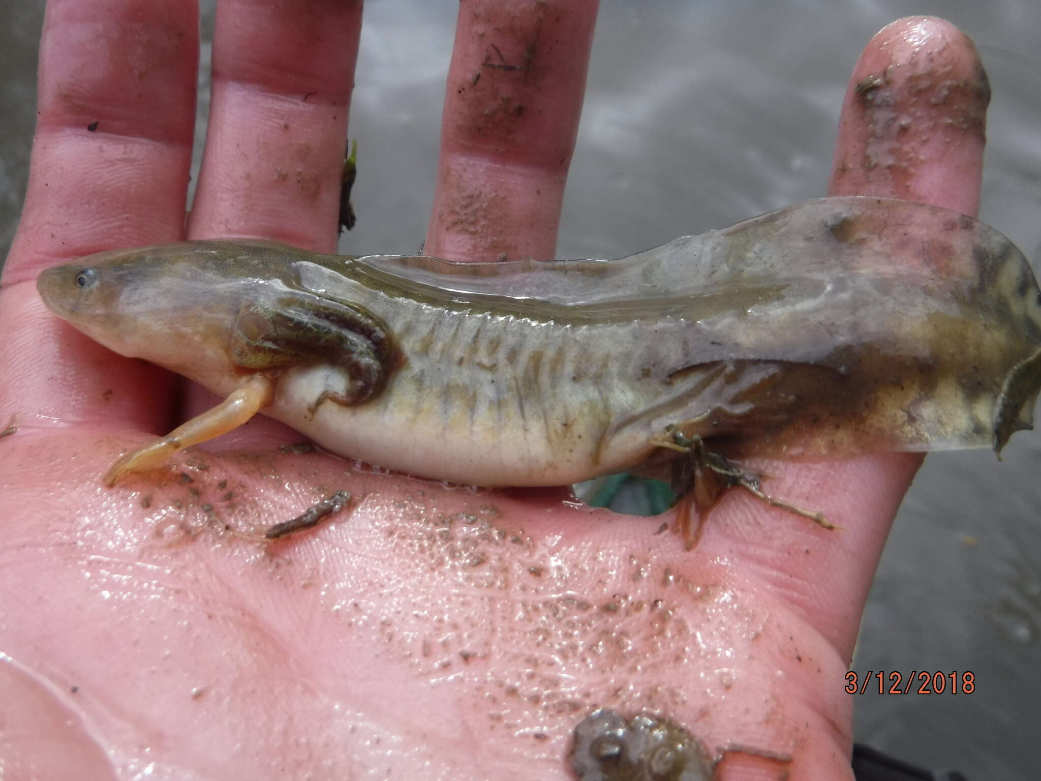 Image of Barred Tiger Salamander