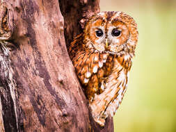 Image of Tawny Owl