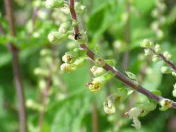 Слика од Teucrium scorodonia L.