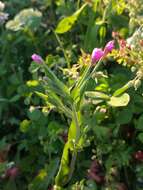 Слика од Epilobium hirsutum L.
