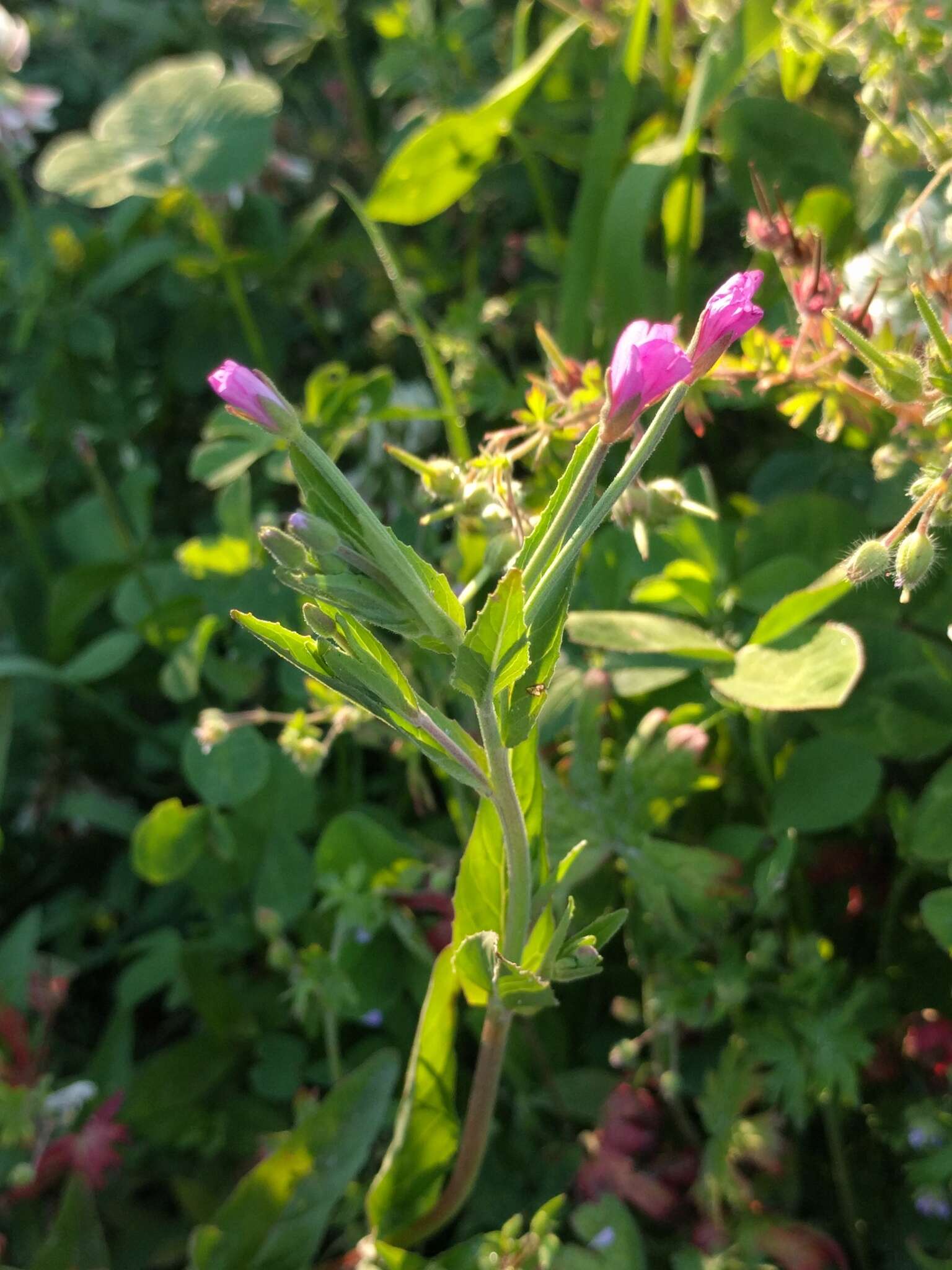 Слика од Epilobium hirsutum L.