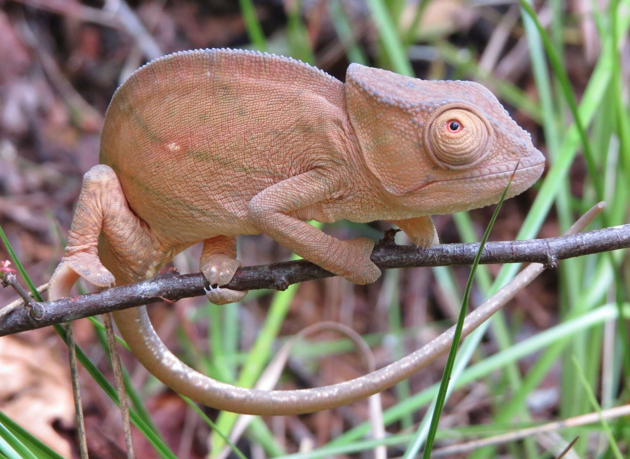 Image of Parson's Chameleon