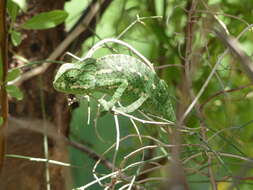 Image de Caméléon commun