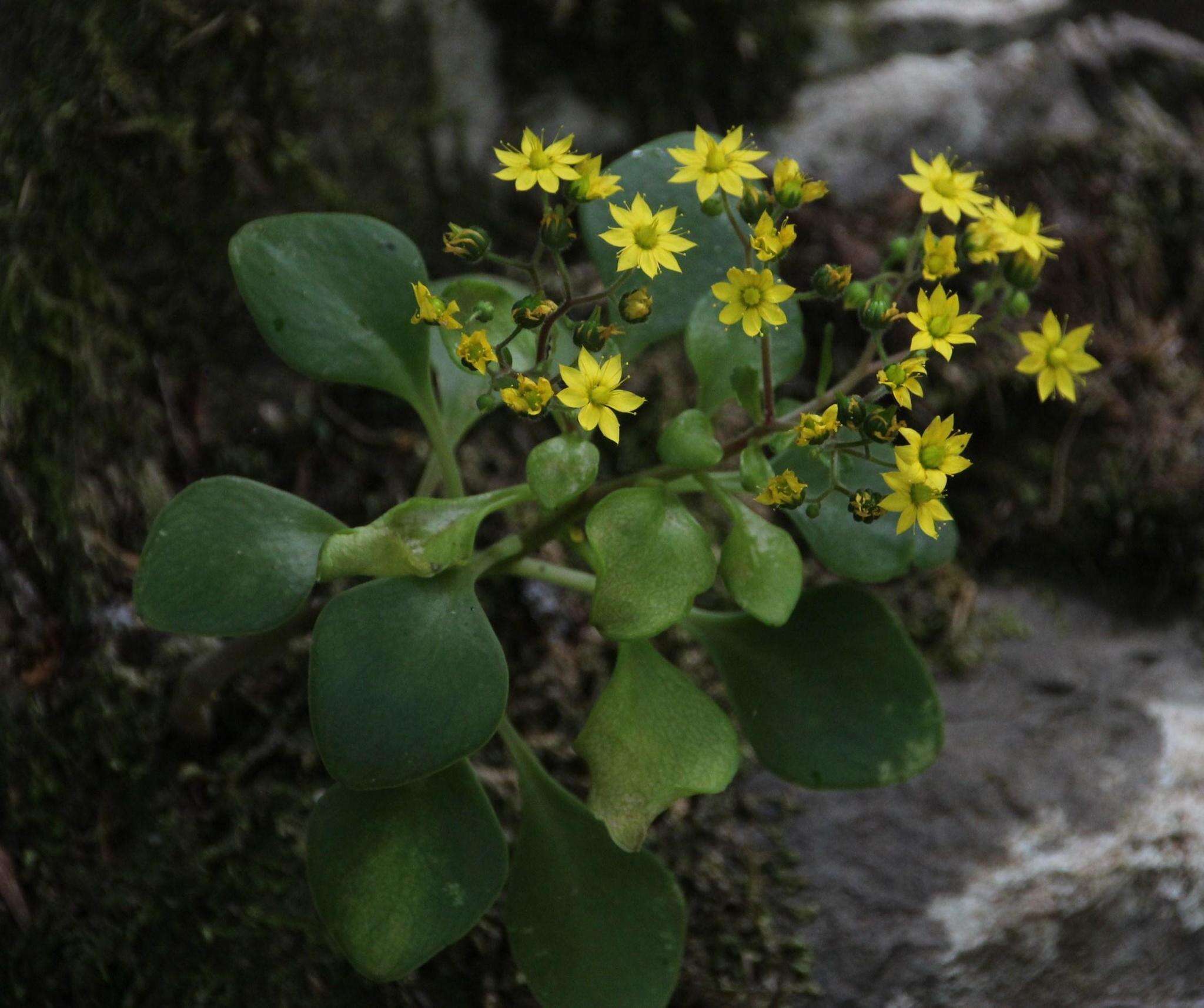 Image of Aichryson divaricatum (Ait.) Praeger