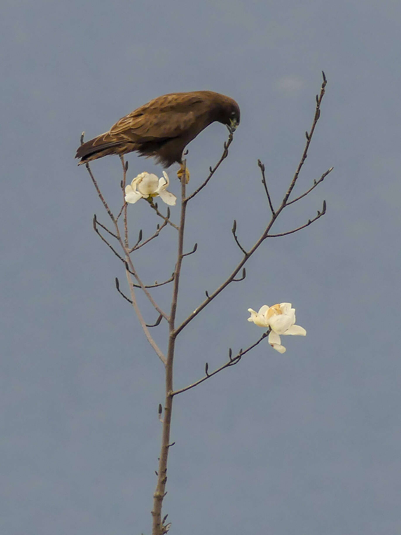 Imagem de Buteo burmanicus Hume 1875