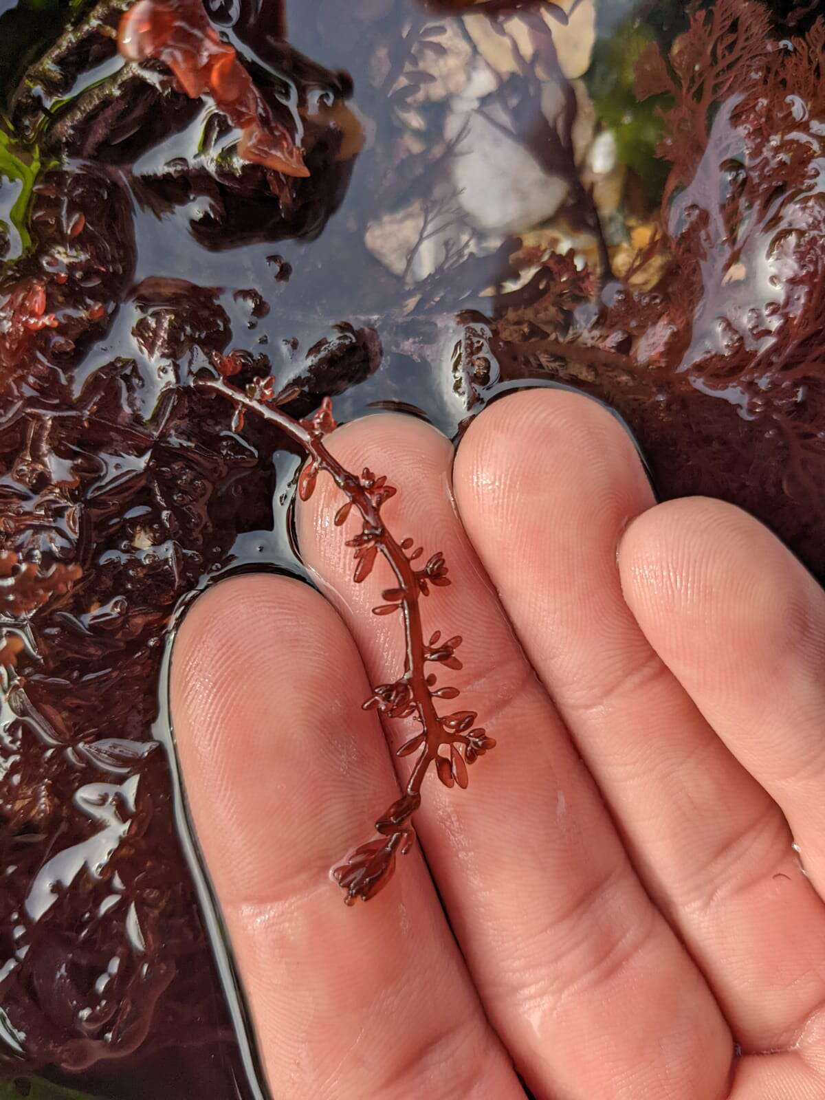 Image of Gastroclonium ovatum