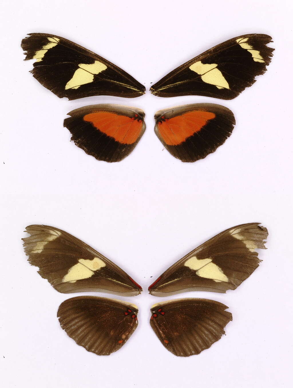 Image of Heliconius ricini Linnaeus 1758