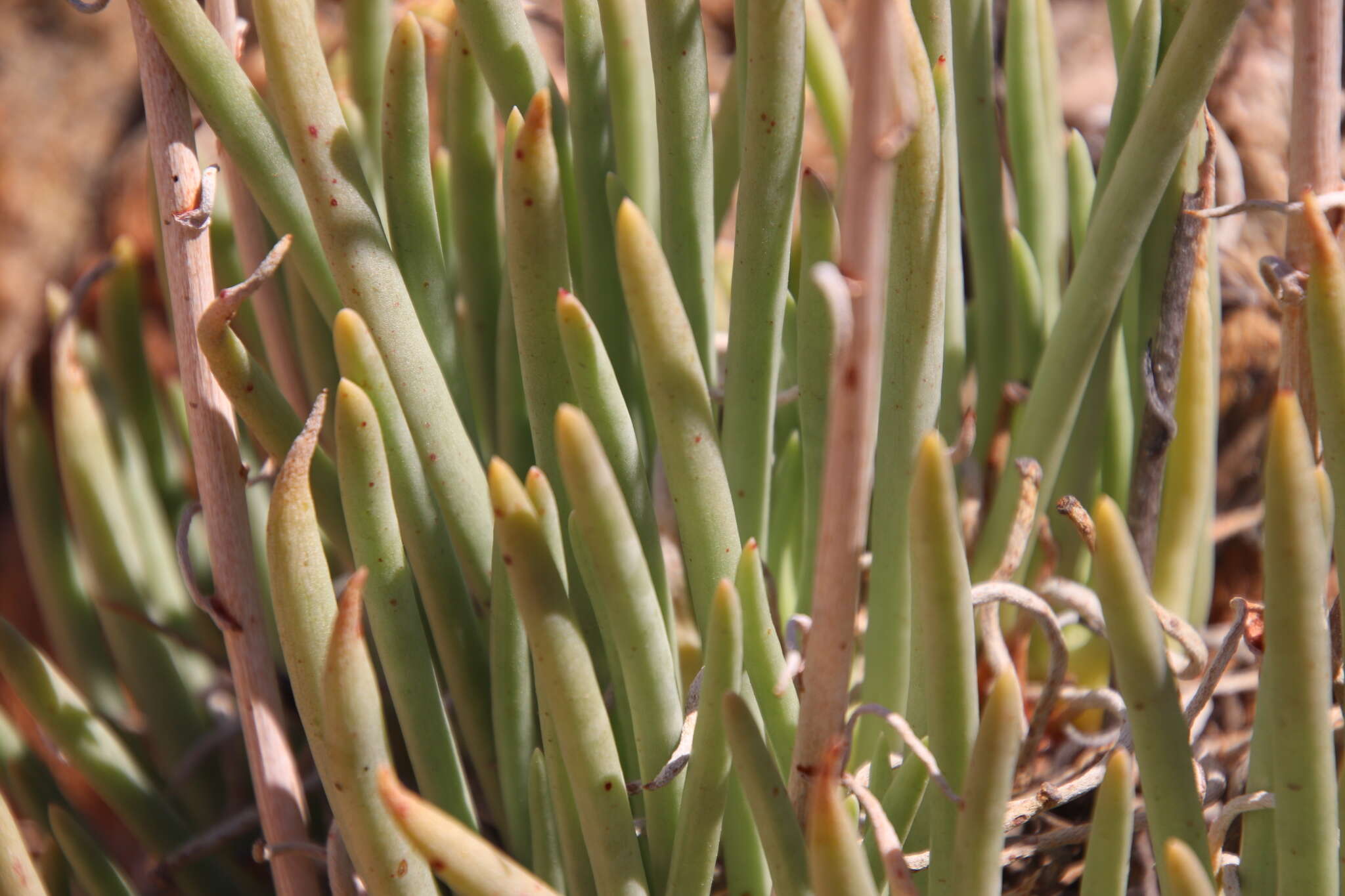 Image of Ladies' fingers