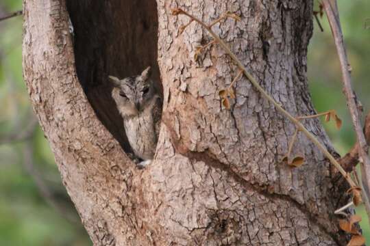 Image of Indian Scops Owl