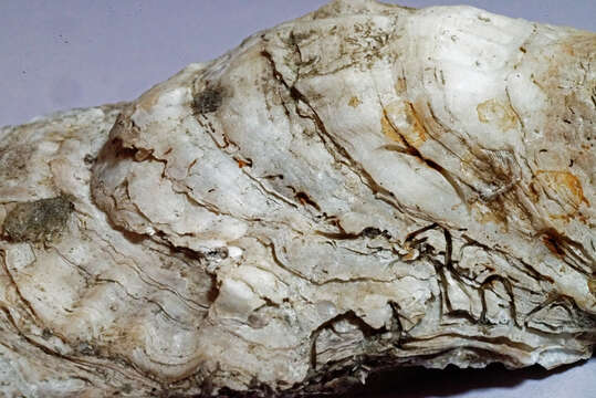 Image of Oyster