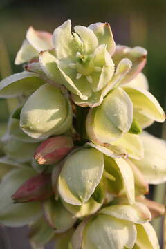 Sivun Yucca glauca Nutt. kuva